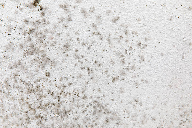 Best Mold Damage Restoration  in Camn, DE